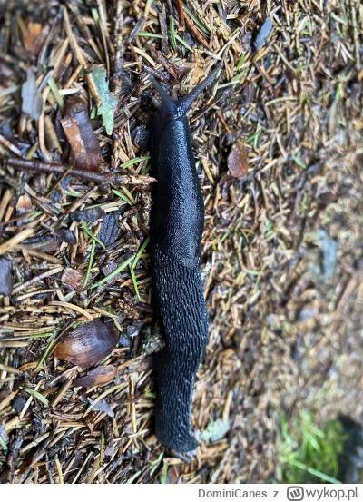 DominiCanes - Ślimuch ( ͡º ͜ʖ͡º)
#heheszki