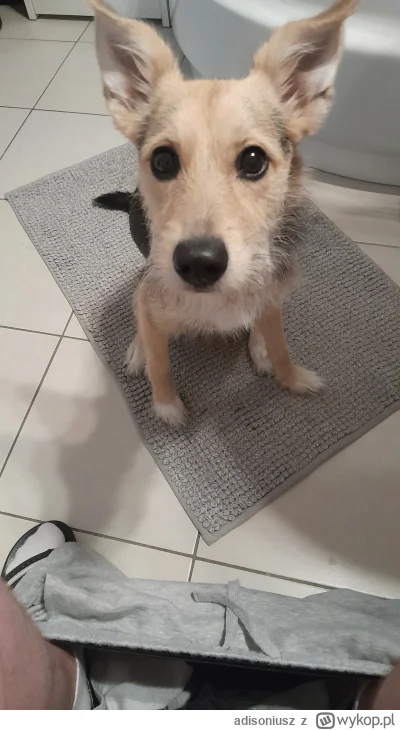 adisoniusz - Sramy se jusz 
#srajzwykopem #pokazpsa