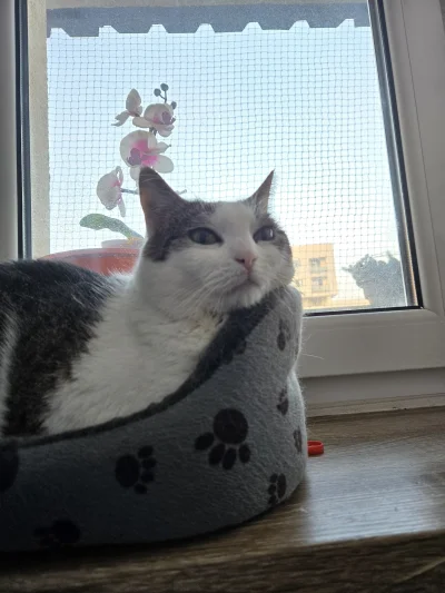 Solsith - #pokazkota #spaslak coś dziśaj spaslaczek smutny( ͡° ʖ̯ ͡°)