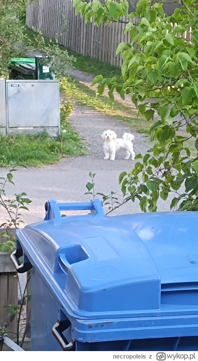 necropoleis - #fredikamionka #fredikamionkagminaburzenin 
Znalazłem go. Kręci się wła...