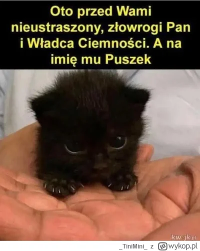 TiniMini - #heheszki #koty