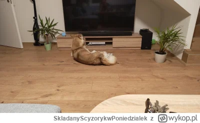 SkladanyScyzorykwPoniedzialek - Obrażony pies, bo nic nie spadło z talerza w trakcie ...