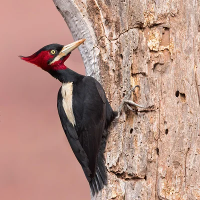 Lifelike - Dzięcioł płowogrzbiety (Campephilus leucopogon) [samiec]
Autor
#photoexplo...