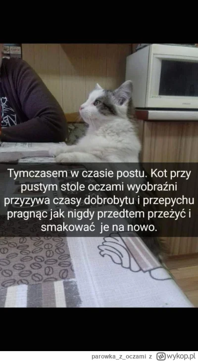 parowkazoczami - #kitku #koty #memy