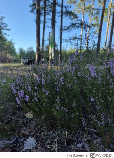 TheDzemo - 267 560 + 20 = 267 580

Dzisiejsza przejażdżka z żoną (｡◕‿‿◕｡)

#rowerowyr...