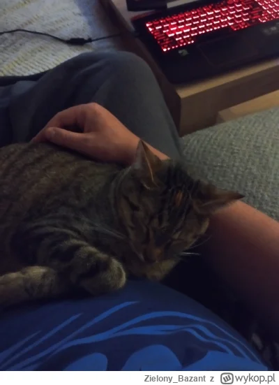 Zielony_Bazant - @jabollus: oddaj mojego kota. Identyczna plamka na głowie ( ͡° ͜ʖ ͡°...