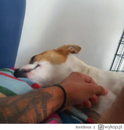 Invidious - @NieDlaKobiet: oddaj mie psa mojego!