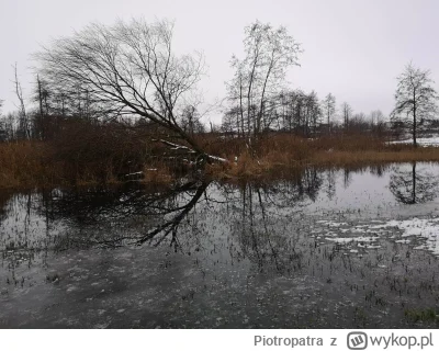Piotropatra - Aktualny stan wody w bobrowej krainie - wysoki (づ•﹏•)づ

#bobry #przyrod...