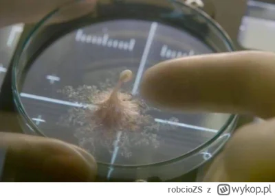 robcioZS - Calvin? ( ͡° ͜ʖ ͡°)