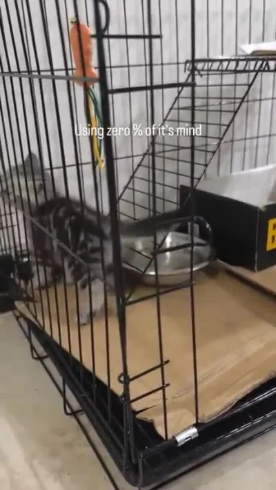 C.....U - #koty #glupiekoty