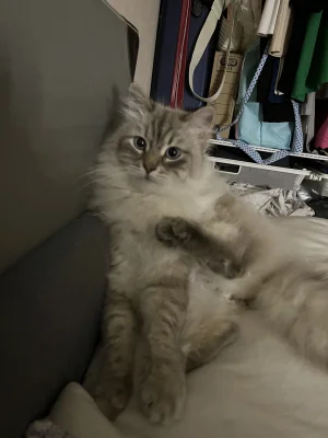 Palinkka - Hello @LRF1000W