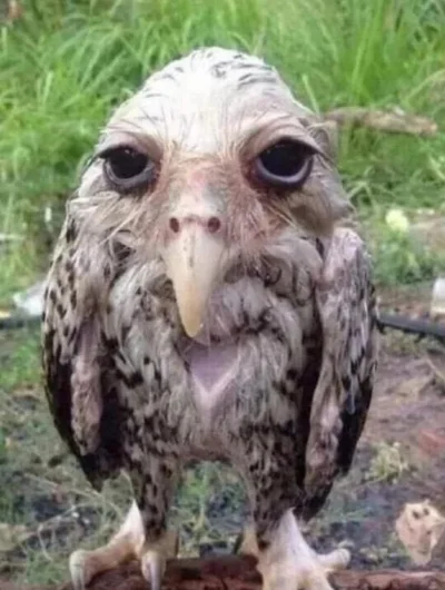 dywergent - oblalem sie szklanka wody, wszystko jest mokre, nie bede tego sprzatal id...