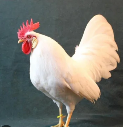 Michal_Jordan - @tymoteuszruchacz: