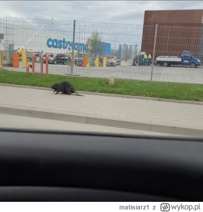 matisiarz1 - Bober idzie do Castoramy.

https://streamable.com/cnfbcf


#boberek #now...