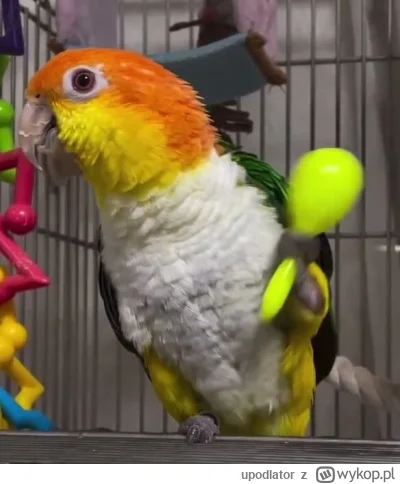 upodlator - Papużka z grzechotką prosi o uwagę
