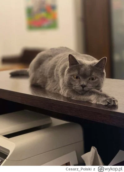 Cesarz_Polski - #kotekwrocek #wroclaw