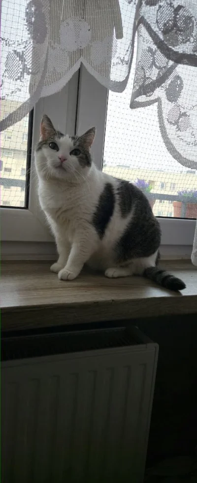 Solsith - Tylko d--a rośnie( ͡° ͜ʖ ͡°)