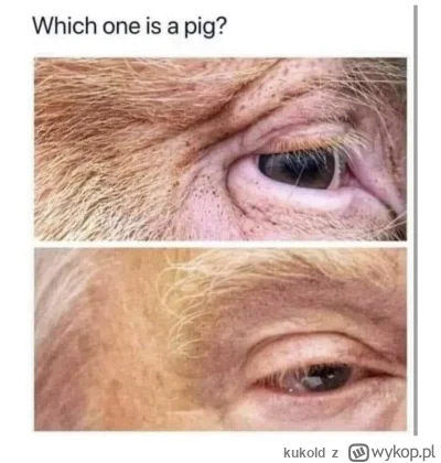 kukold - #trump #usa #heheszki