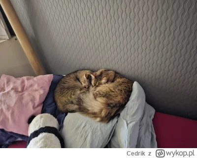 Cedrik - Śpio sobie.

#pokazkota
