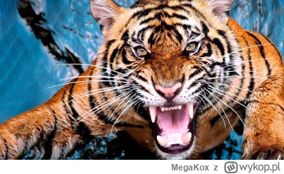 MegaKox - @CzechoslowackiZwiazekSzachowWodnych: tu