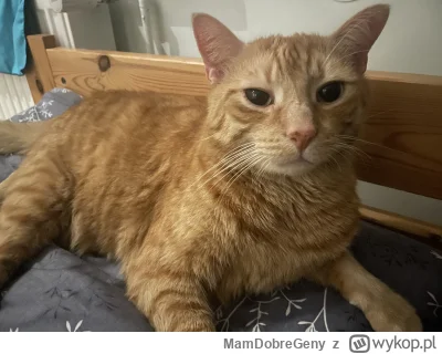 MamDobreGeny - I tak sobie leżę z kitku 
#pokazkota #koty