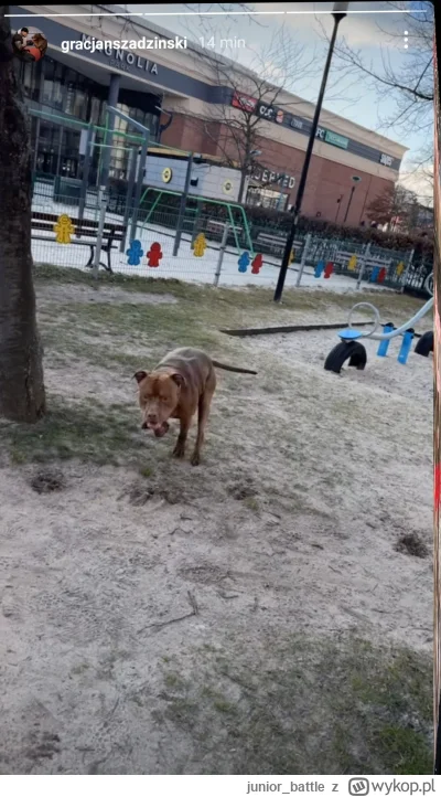 junior_battle - Chlop puszcza agresywnego psa na placu zabaw w srodku dnia. Super odp...