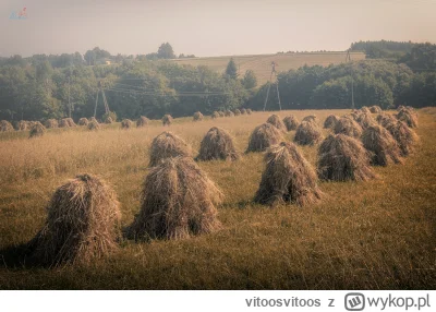 vitoosvitoos - Udało się wreszcie znaleźć prawdziwe snopki. Z owsa (｡◕‿‿◕｡)
#comisien...