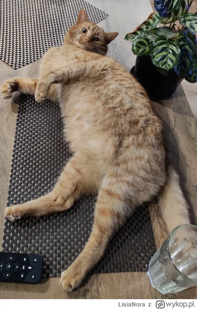 LisiaNora - @FOTEL Maurycy 5,5 kg