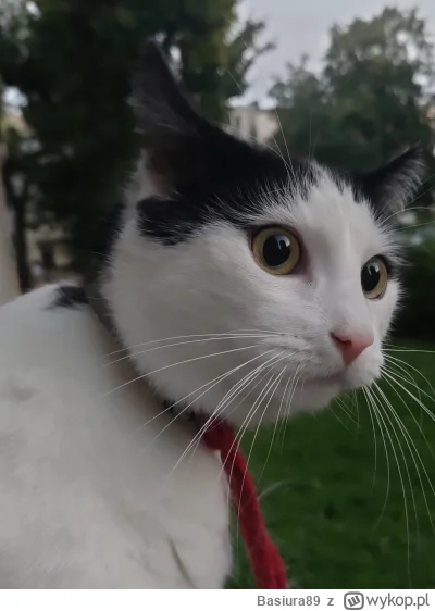 Basiura89 - Przyszedł wieczór, więc Psotka musi wyjść na parapet i sprawdzić co się d...