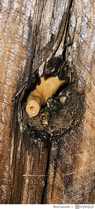 Maticwaniak - Czy ktoś wie co to jest? (Wynajęte mieszkanie na poddaszu). Znajduje si...