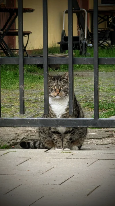 barubar - #koteczkizprzypadku #koty