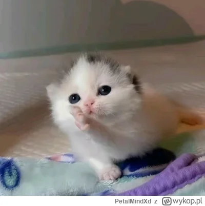 PetalMindXd - @Meister431: