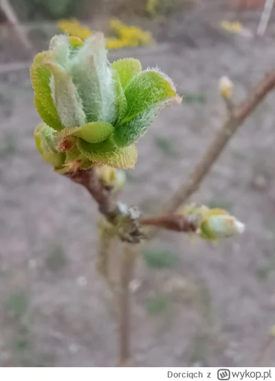 Dorciqch - Pigwa się pięknie wiosenne rozwija