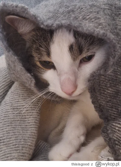 thisisgood - @remlezar: @Solsith: dzień dobry (⌐ ͡■ ͜ʖ ͡■)