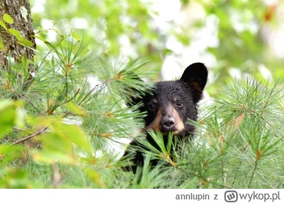 annlupin - chyba przerwa to miśka wrzuce bo sie pusto zrobiło