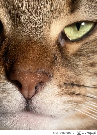 Cukrzyk2000 - Ale zdjęcie kitku zrobiłem (ʘ‿ʘ)

#kitku #fotografia #chwalesie