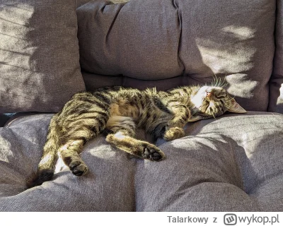 Talarkowy - #pokazkota ciężka to była noc, bo tylko 12h spania, więc po śniadaniu pow...