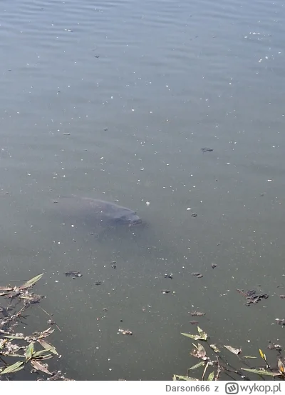 Darson666 - @Darson666 a oto rzeczona ryba, niezły s-----l