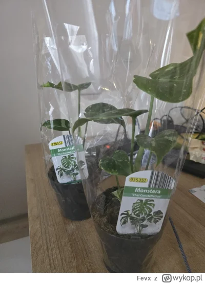 Fevx - Mam i ja w końcu (✌ ﾟ ∀ ﾟ)☞ w Lidlu były. #rosliny