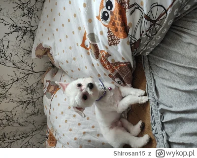 Shirosan15 - Też mam xd