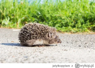 jatylkopytam - wytłumaczy mi ktoś na czym polega frajda w rozjeżdżaniu jeży na drogac...