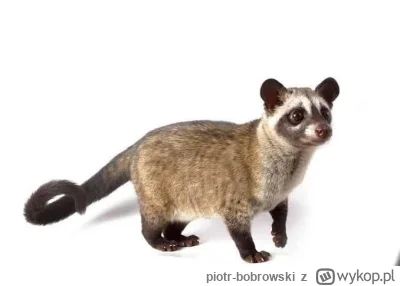 piotr-bobrowski - @groszek71  ten zwierzak to Łaskun Muzang