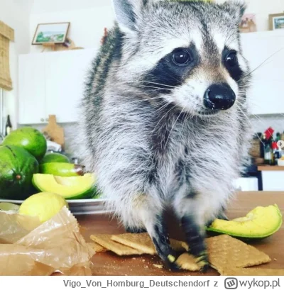 VigoVonHomburg_Deutschendorf - Co chłop gotuje
#szopeknadzis