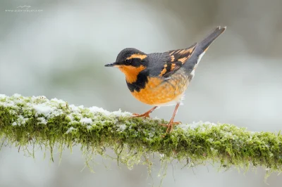 Lifelike - Rudodrozd (Ixoreus naevius) [samiec]
Autor
#photoexplorer #fotografia #orn...