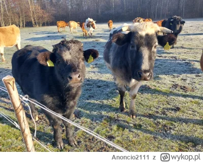 Anoncio2111 - A czy krówkom wolno plusa w ten mroźny, sobotni poranek? (｡◕‿‿◕｡)
#zwie...