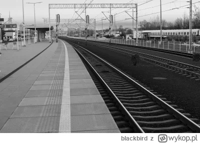 blackbird - Byłem wczoraj z @kilo-bravo na mini spacerze, takim quasi photo-walk'u,
p...