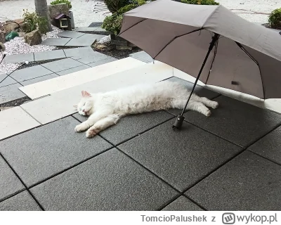 TomcioPalushek - Mój kumpel Wacuś, lat około 14. Dzisiaj dowiedzieliśmy się, że Wacuś...