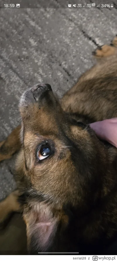 serial28 - Ja też mam ze schroniska. Psiak był kiedyś tak gnębiony że ucieka jak ktoś...