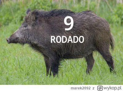 marek2092 - #wislakrakow ANIOŁEK!!!!!!