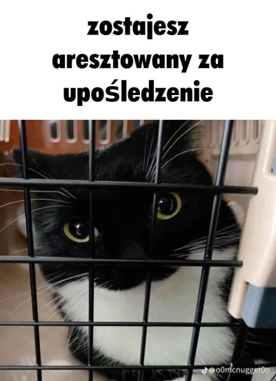 wscieklizna_irl